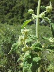 Minthostachys verticillata, photograph (c) Matias Baranzelli, some rights reserved (CC BY)