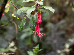 Fuchsia petiolaris, photograph author not stated, no rights reserved