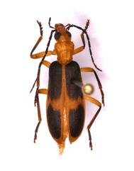 Ditylomorphus inconstans