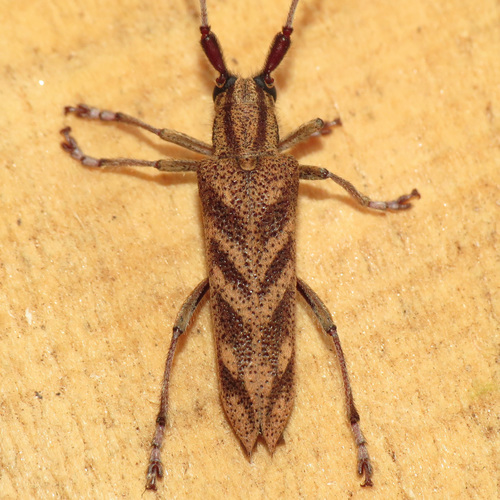 alder borer