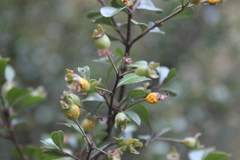 Austropuccinia psidii