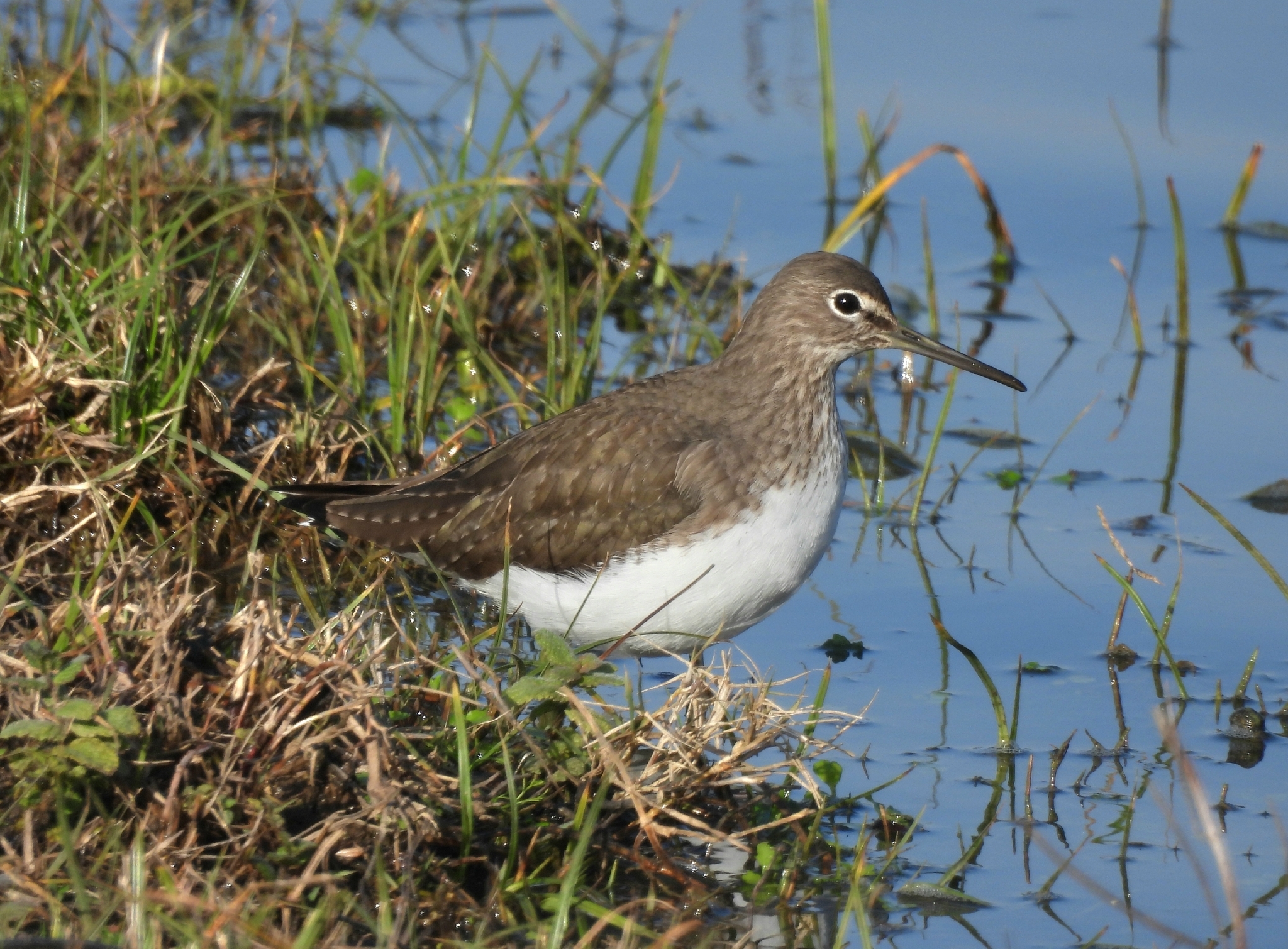 Green Sandpiper (Tringa ochropus), photo 5