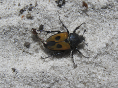 Campulipus limbatus