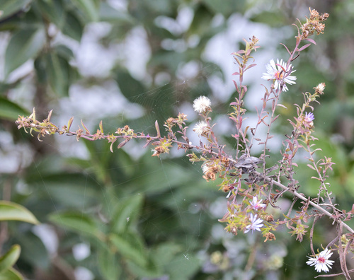 Symphyotrichum praealtum, photograph 4