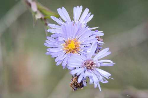 Symphyotrichum praealtum, photograph 5