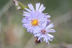 (c) Lauren McLaurin, some rights reserved (CC BY) Symphyotrichum praealtum, photograph (c) Lauren McLaurin, some rights reserved (CC BY)