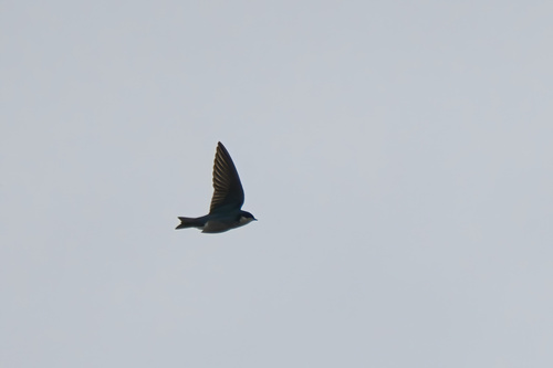 Tree Swallow (Tachycineta bicolor), photo 5