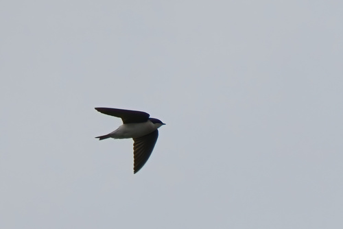 Tree Swallow (Tachycineta bicolor), photo 6