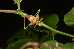 Pycnopalpa bicordata