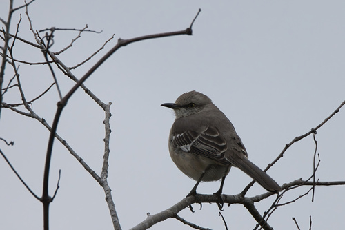 Northern Mockingbird (Mimus polyglottos), photo 2
