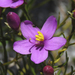 Chironia linoides - Photo (c) botanicexpedition2019nl-saf,  זכויות יוצרים חלקיות (CC BY-NC-ND), uploaded by botanicexpedition2019nl-saf