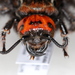 Mammoth and Giant Scoliid Wasps - Photo (c) carlobraunert, some rights reserved (CC BY-NC), uploaded by carlobraunert