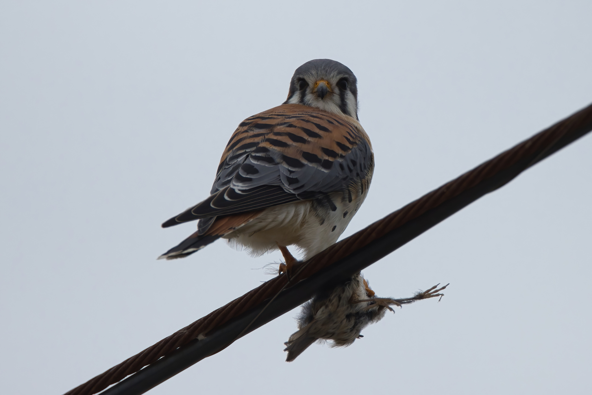 American Kestrel (Falco sparverius), photo 8