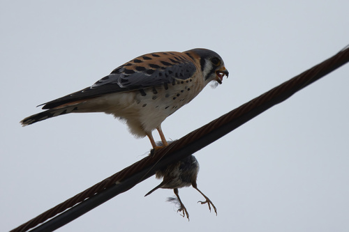 American Kestrel (Falco sparverius), photo 8