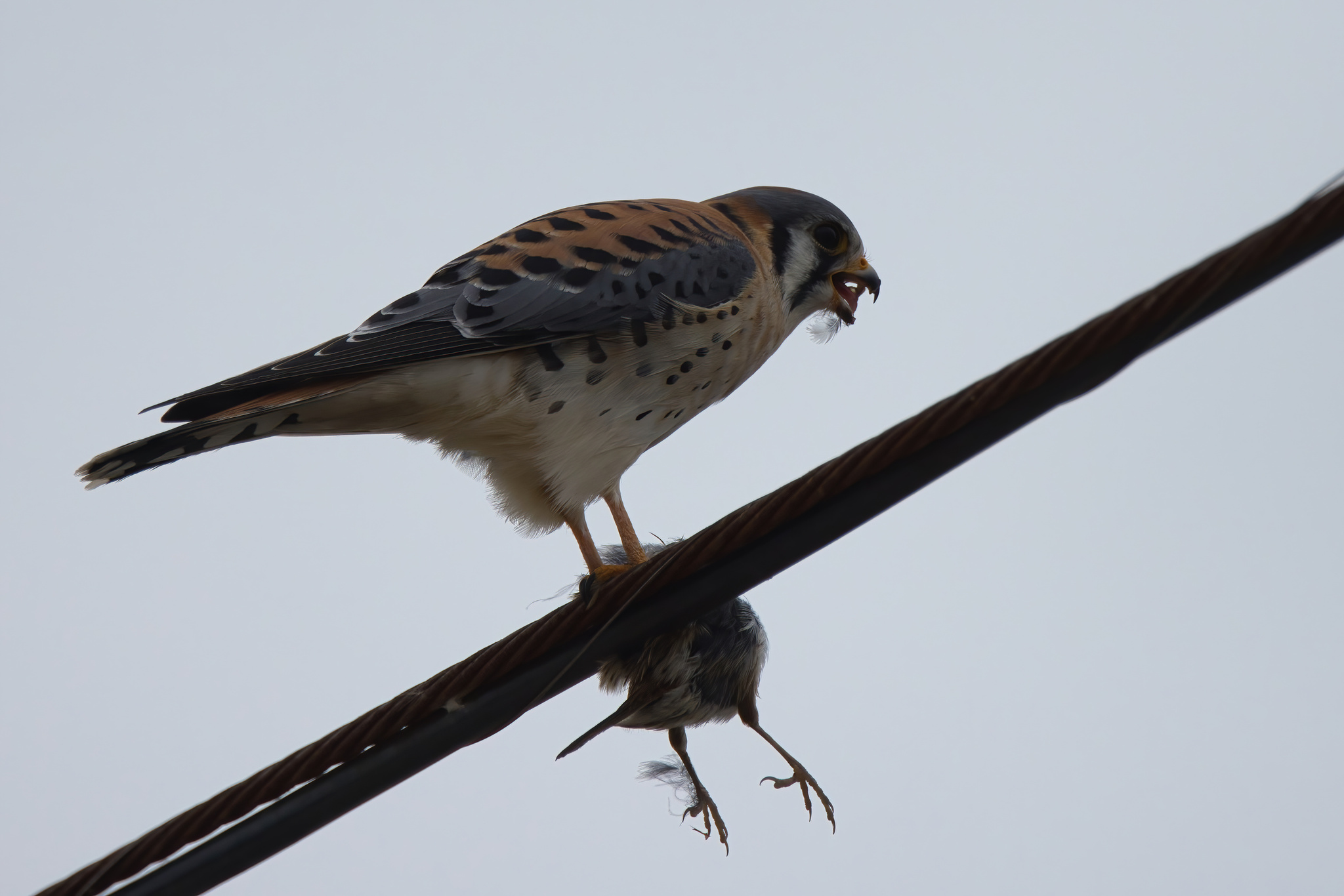 American Kestrel (Falco sparverius), photo 9