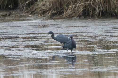 Little Blue Heron (Egretta caerulea), photo 9