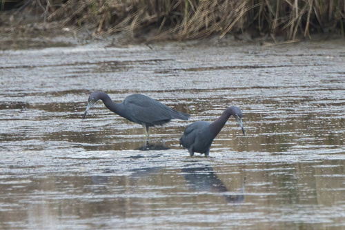 Little Blue Heron (Egretta caerulea), photo 10