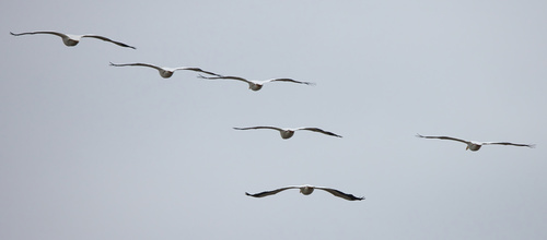 American White Pelican (Pelecanus erythrorhynchos), photo 9