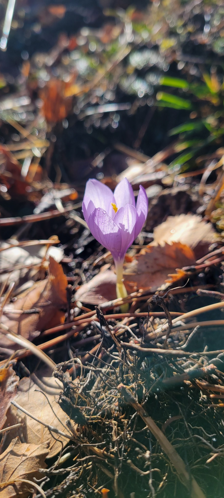 Crocus Nudiflorus (Crocus nudiflorus)