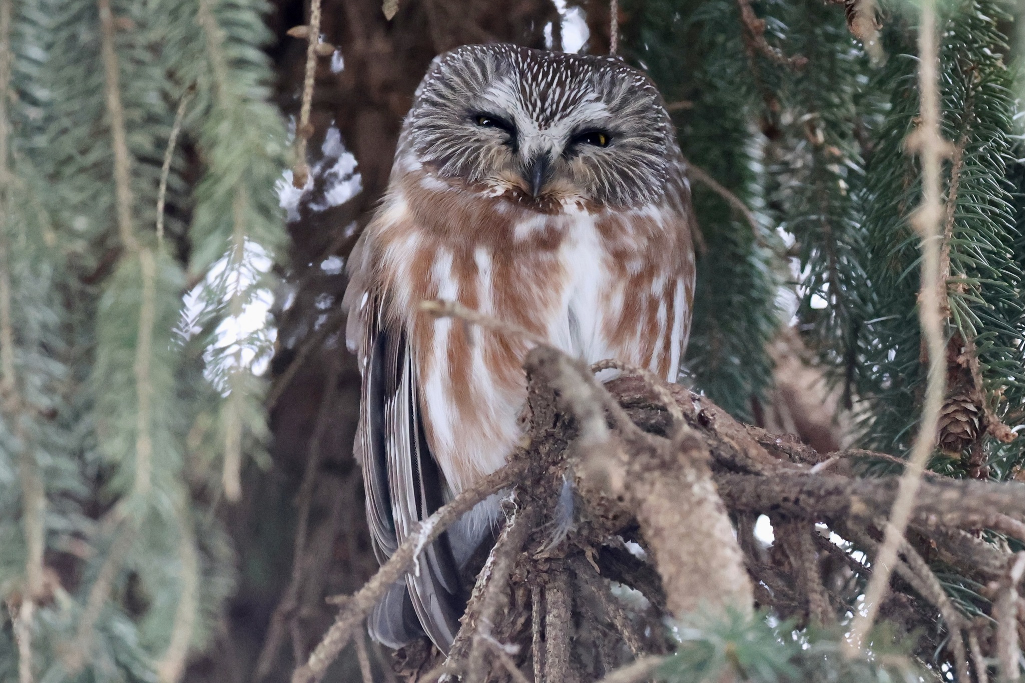 Northern Saw-whet Owl (Aegolius acadicus), photo 1