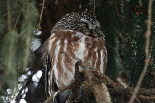 Northern Saw-whet Owl (Aegolius acadicus), photo 2