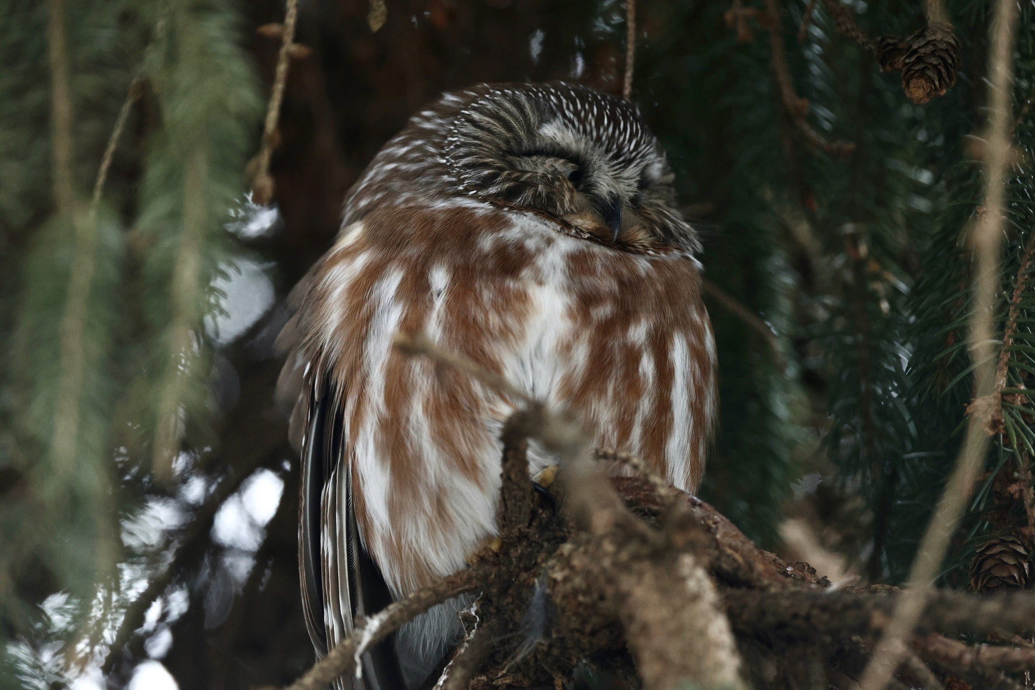 Northern Saw-whet Owl (Aegolius acadicus), photo 2