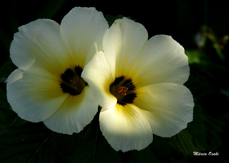 Turnera subulata