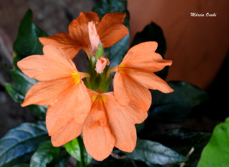 Crossandra infundibuliformis