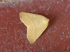 Destutia excelsa