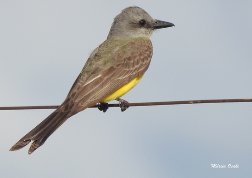 Tropical Kingbird