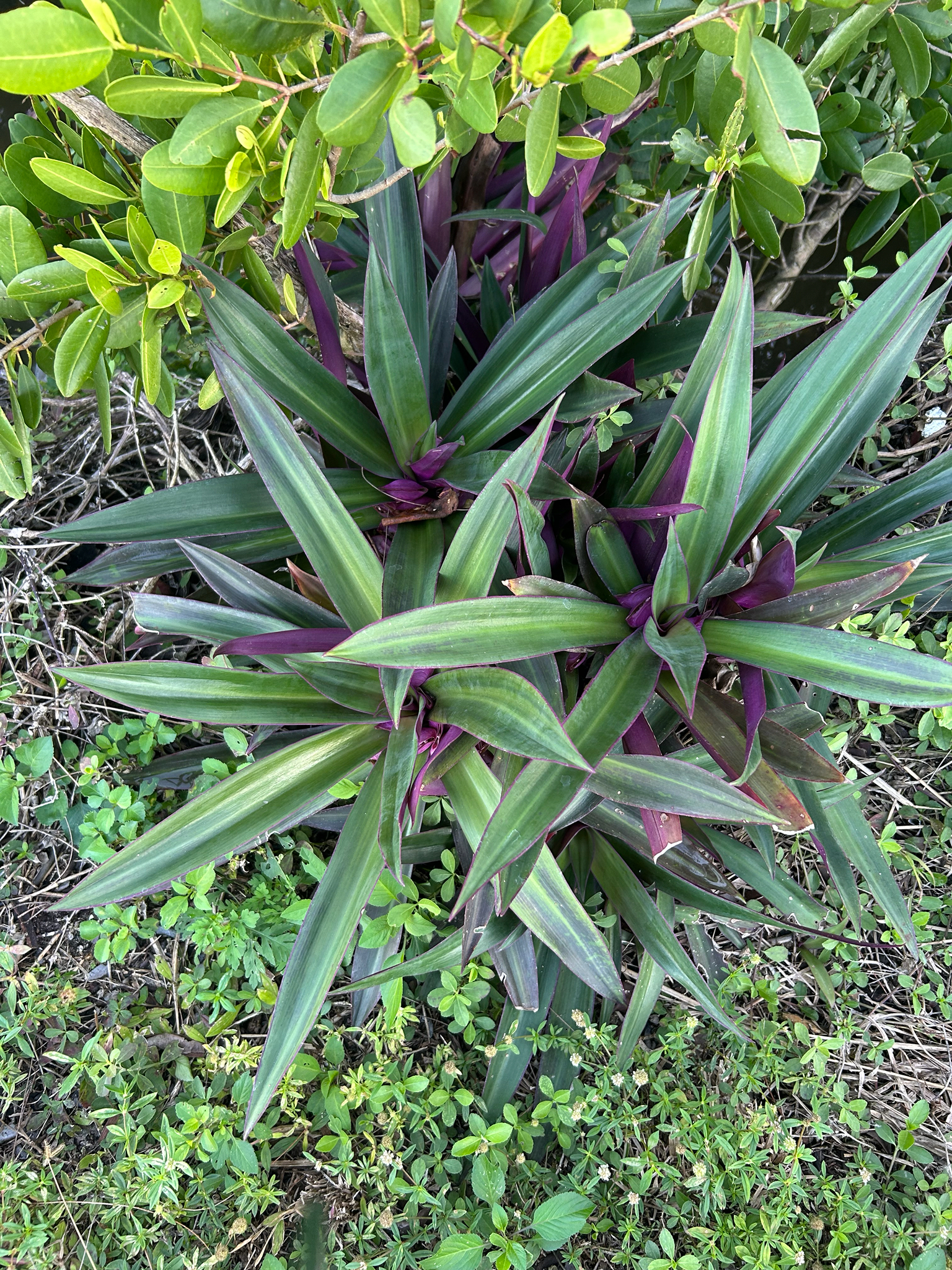 Imagem de Abacaxi-roxo
