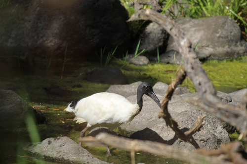 Australian White Ibis (Threskiornis molucca), photo 9