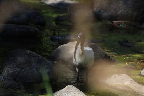 Australian White Ibis (Threskiornis molucca), photo 8