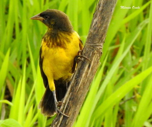 Yellow-rumped Marshbird