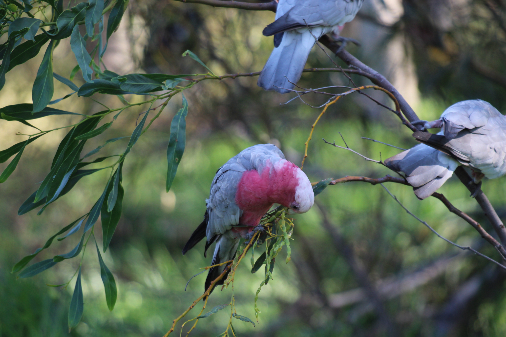 Galah (Eolophus roseicapilla), photo 4