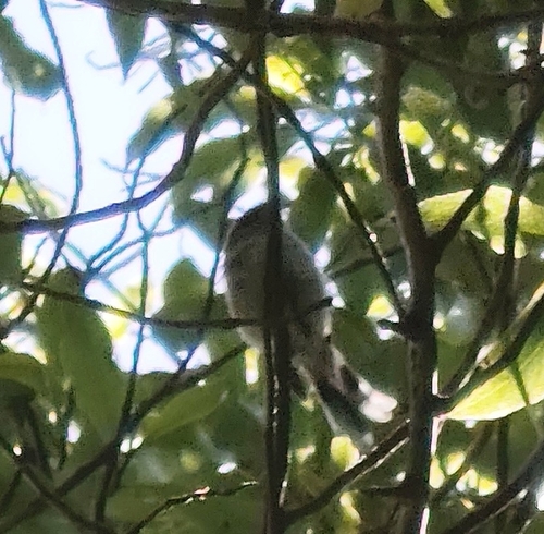 Grey Gerygone (Gerygone igata), photo 2