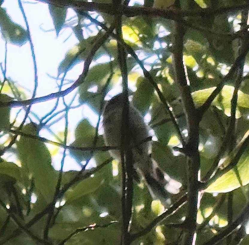 Grey Gerygone (Gerygone igata), photo 2