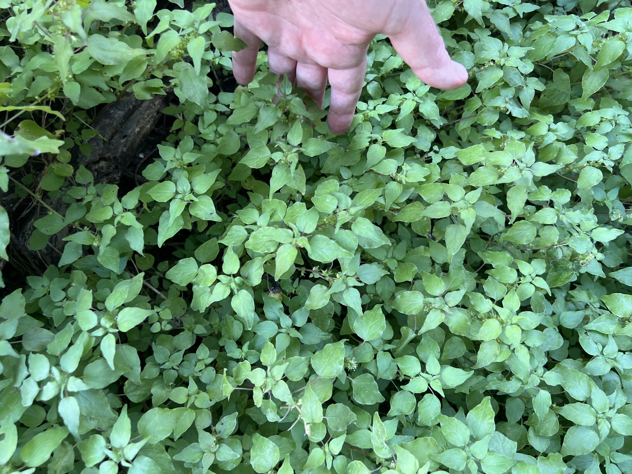 Imagem de Erva-pepino