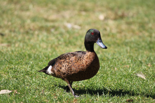 Chestnut Teal (Anas castanea), photo 4