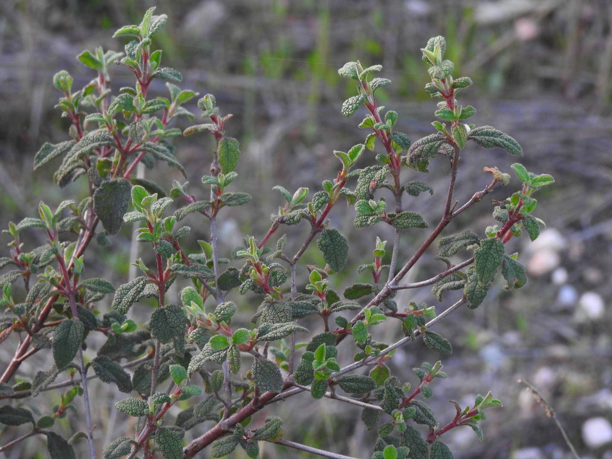 Sage-leaved rock-rose