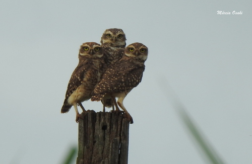 Burrowing Owl