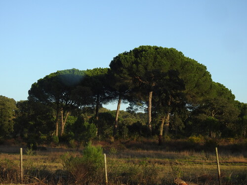 Umbrella pine