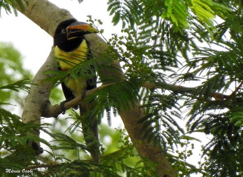 Chestnut-eared Aracari