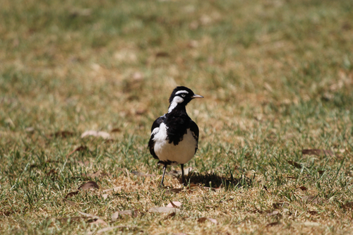 Magpie-lark (Grallina cyanoleuca), photo 3