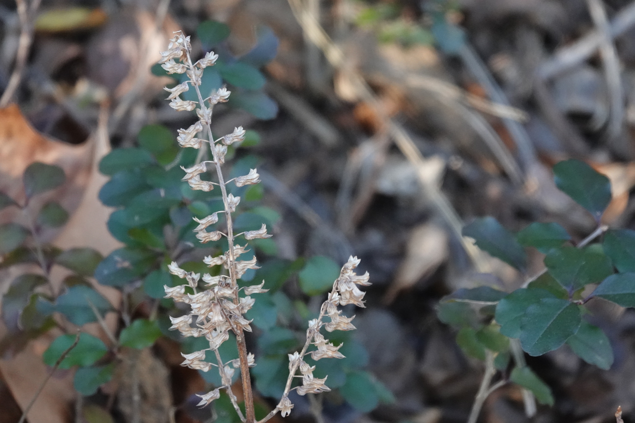 Photo by Tonyia Johnson Stump via iNaturalist (Copyright Tonyia Johnson Stump)