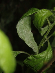 Podosphaera parietariae