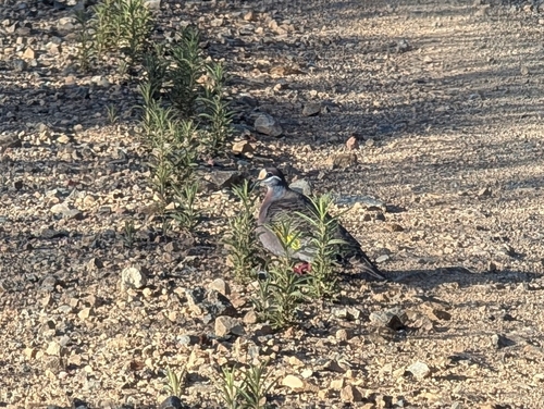 Common Bronzewing (Phaps chalcoptera), photo 4