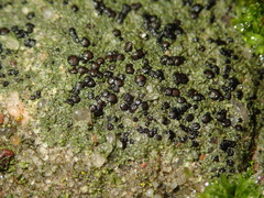 Lecidella stigmatea