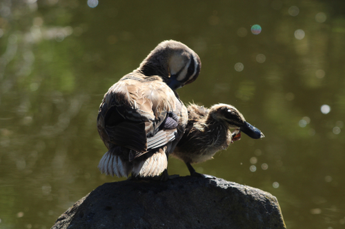 Pacific Black Duck (Anas superciliosa), photo 6