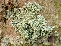Physcia tribacioides